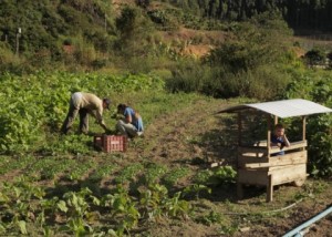 Foto de um homem e uma mulher coletando legumes de uma plantação, uma criança está dentro de uma carriola de verduras um pouco mais ao longe.