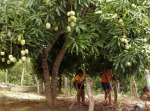Foto com duas crianças em baixo de um pé de manga, com inchada em mãos elas passam na terra.