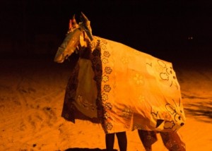 Foto com um bumba meu boi, é possível ver duas pessoas dentro.