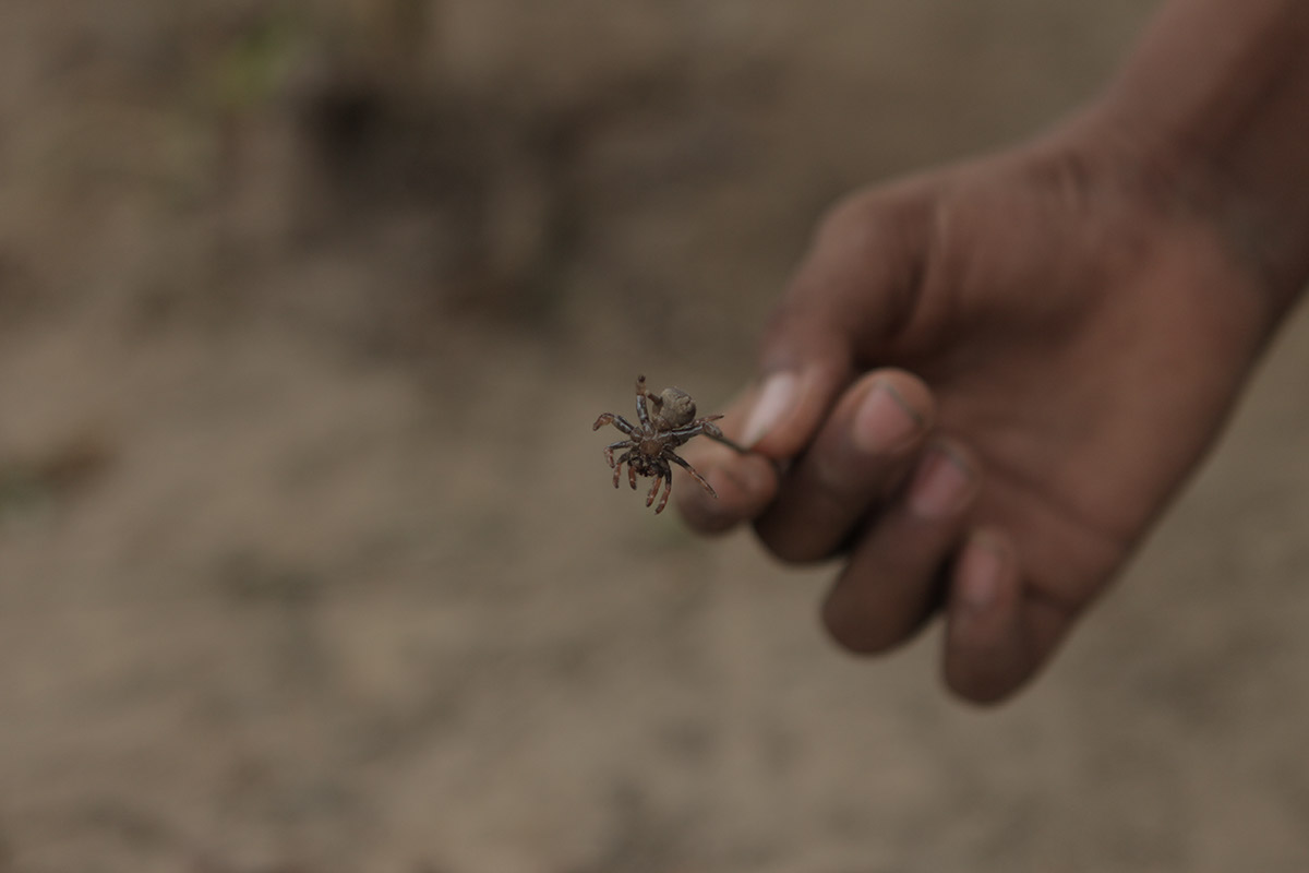 Foto ilustrando uma mão de uma criança segurando uma aranha.