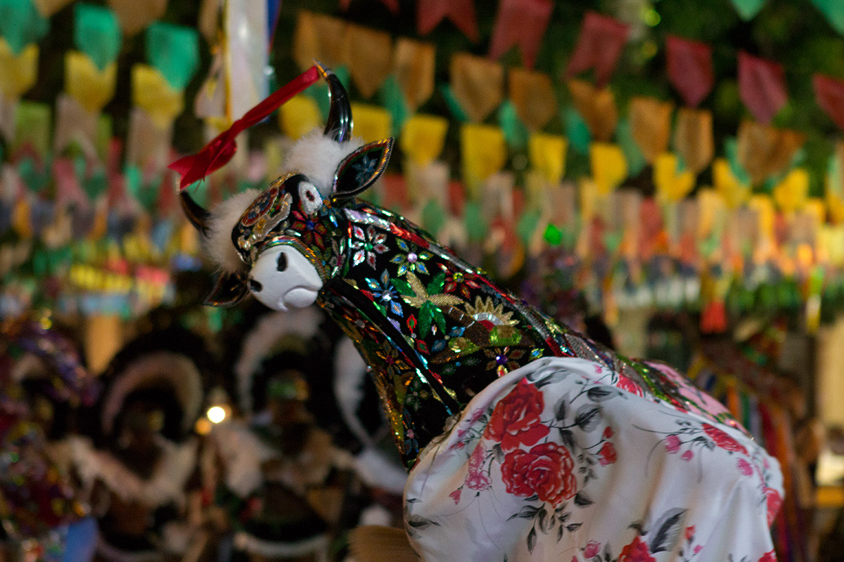 Foto de um bumba meu boi, uma faixa vermelha está amarrada entre os chifres.