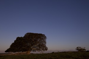 Foto de um campo ao entardecer com uma arvore.