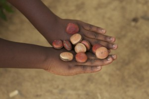 Foto ilustrando uma mão de uma menina negar, com as partes de cima da mão segura várias sementes.